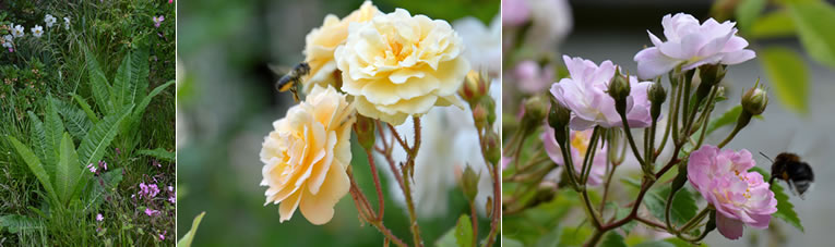 Tien handige tips voor in de biotuin